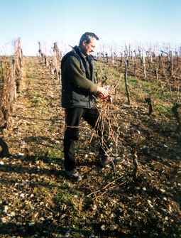 taille de la vigne