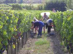 photo vendanges