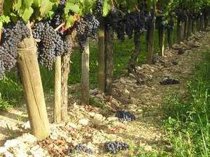 vendanges vertes